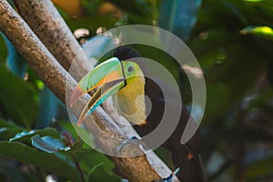 Hermoso tucan pico amarillo  posado en rama de arbol photo