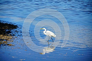 Florida hernando beach: bird