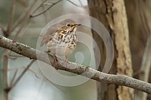 Hernit Thrush