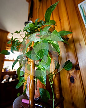 Hero shot of leafy green houseplant in wood walled room