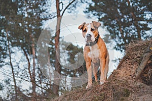 Hero shot of a staffordshire terrier mutt in the nature.