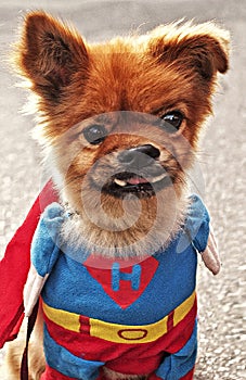 Heroic dog wears a super costume