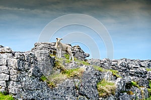 Heroic Sheep standing on Rocks