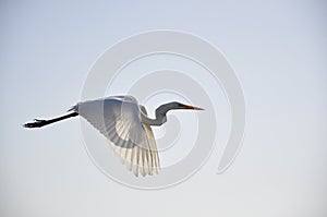 Heron photo