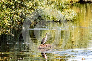 Heron