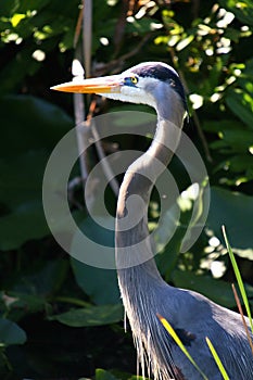 Heron