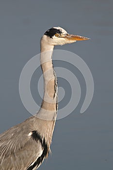 Heron