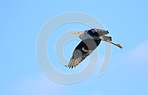 Heron