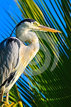 Heron