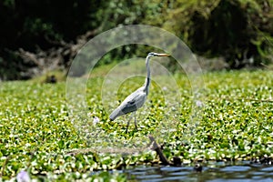 Heron