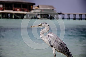 Heron