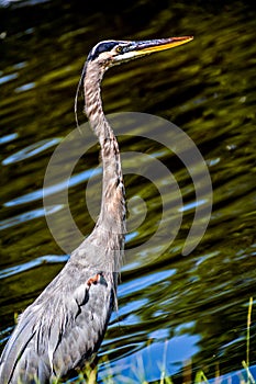 Heron