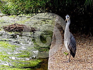 Heron