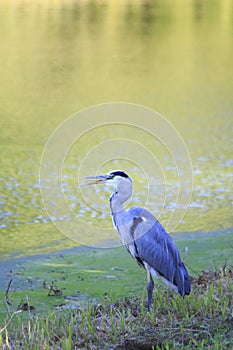 Heron