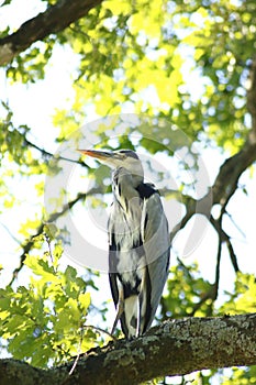 Heron