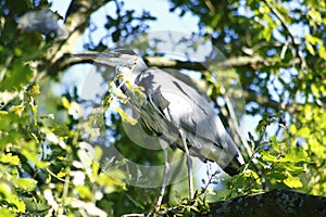 Heron