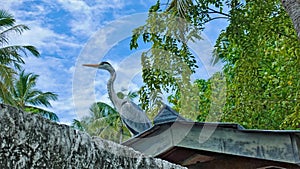 Heron against the blue sky. The bird is sitting on the roof.