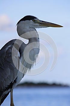 Heron against the sea