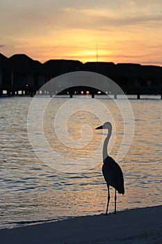 Heron against the sunset