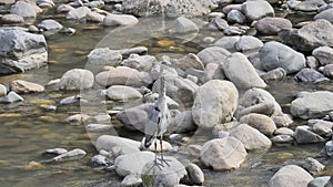 Heron along Brembo river