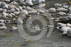 Heron along Brembo river