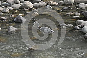 Heron along Brembo river