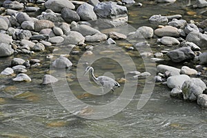 Heron along Brembo river