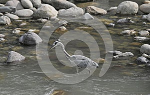 Heron along Brembo river photo