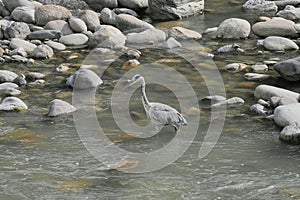 Heron along Brembo river photo