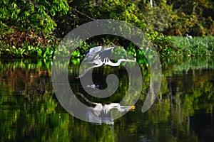 A heron in the Amazon photo