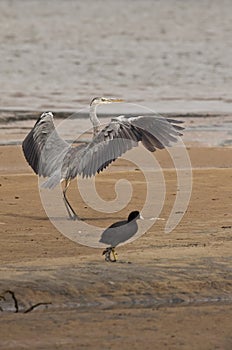 Heron - Ardea cinerea