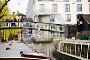 Heron or ardea cinerea in Little Venice, Camden town, London, UK
