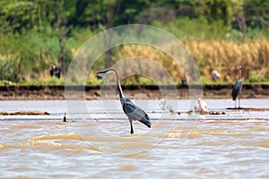 Heron, Ardea Goliath Lake Chamo, Ethiopia, Africa