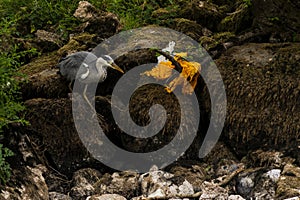 A heron on the banks of the river Eamont