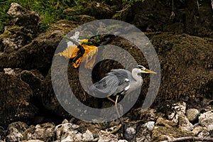 A heron on the banks of the river Eamont