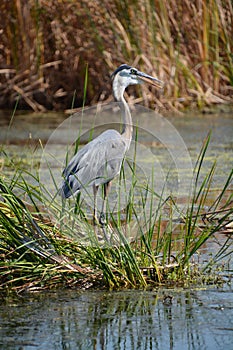 Heron Bayou Magnolia Plantation and Gardens