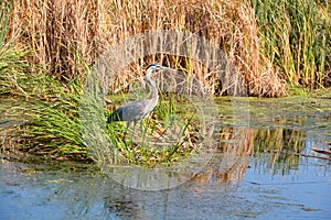 Heron Bayou Magnolia Plantation and Gardens