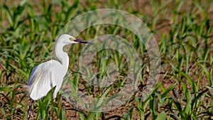 heron from behind in a young cornfield looking for food. bird from swamps and ditches.