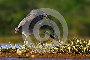 Heron with big fish. Bare-throated Tiger-Heron, Tigrisoma mexicanum, with kill fish. Action wildlife scene from Costa Rica