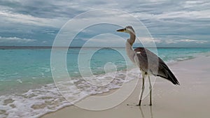 Heron bird on beach edge against azure ocean under grey sky