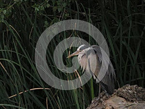 Heron bird fly big beautiful bill feathers photo