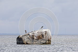 Heron bird on a large rock in sea