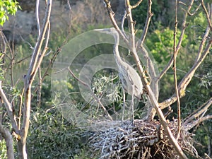 Heron bird must nest feather color fly wings photo