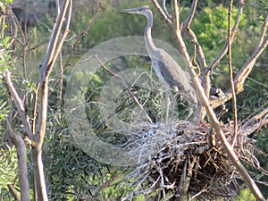 Heron bird must nest feather color fly wings photo