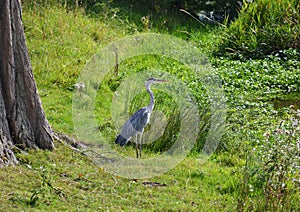 Heron bird near a small pond