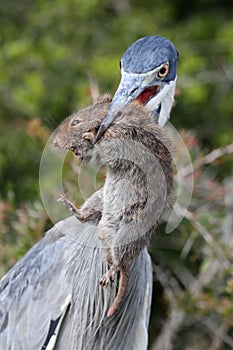 Heron Bird with Rat in Beak