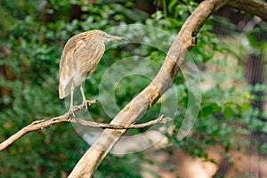 Heron Bird Resting on dry tree