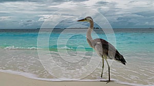 Heron bird on sand beach against azure ocean and rainy sky