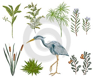 Heron bird and swamp plants. Marsh flora and fauna.