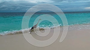 Heron bird walks on beach edge near waves against gloomy sky